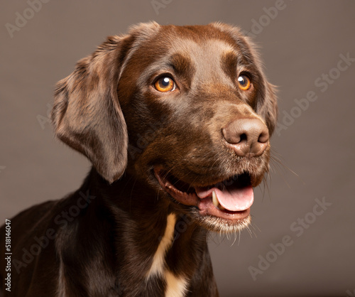 Fototapeta Naklejka Na Ścianę i Meble -  Headshot of a Chocolate Labrador, Springer Spaniel mixed breed dog called a Springador 