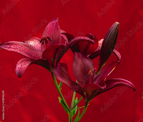 red lily flower photo