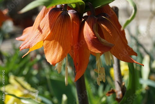 orange lily flower
