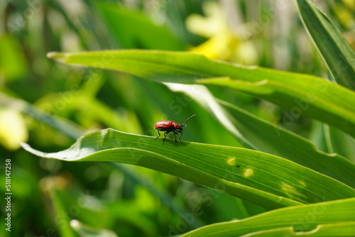 ladybug on grass