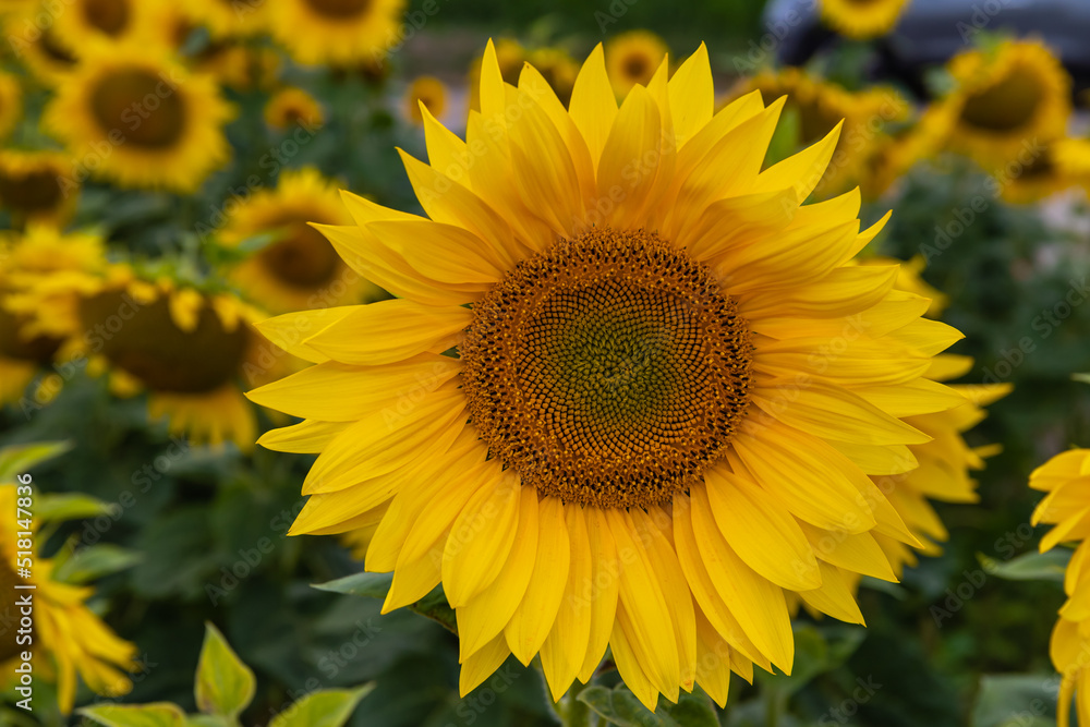 Sunflower closeup in a sunflower field with space for text Sunflower closeup in a sunflower field with space for text