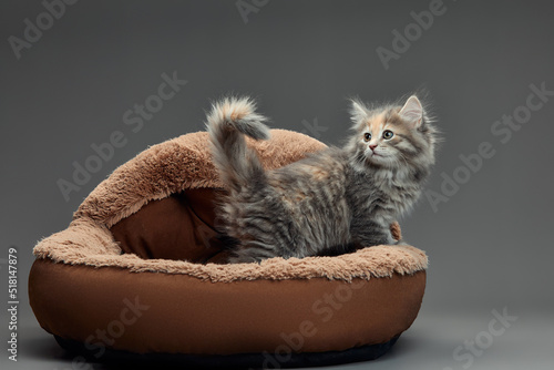 Canvas Print Happy kitten sit on gray fluffy pet bed