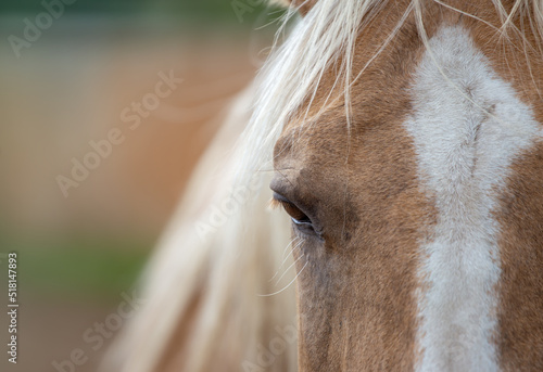 Portrait of a beautiful , tranquil palomino horse on blurry natural background. Eye and mane, detail.