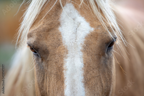 Portrait of a beautiful   tranquil palomino horse on blurry natural background. Eye and mane  detail.