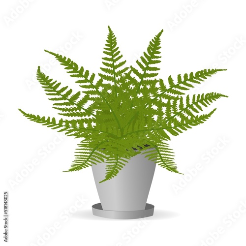 Fern plant leaves in a pot.Vector cartoon illustration