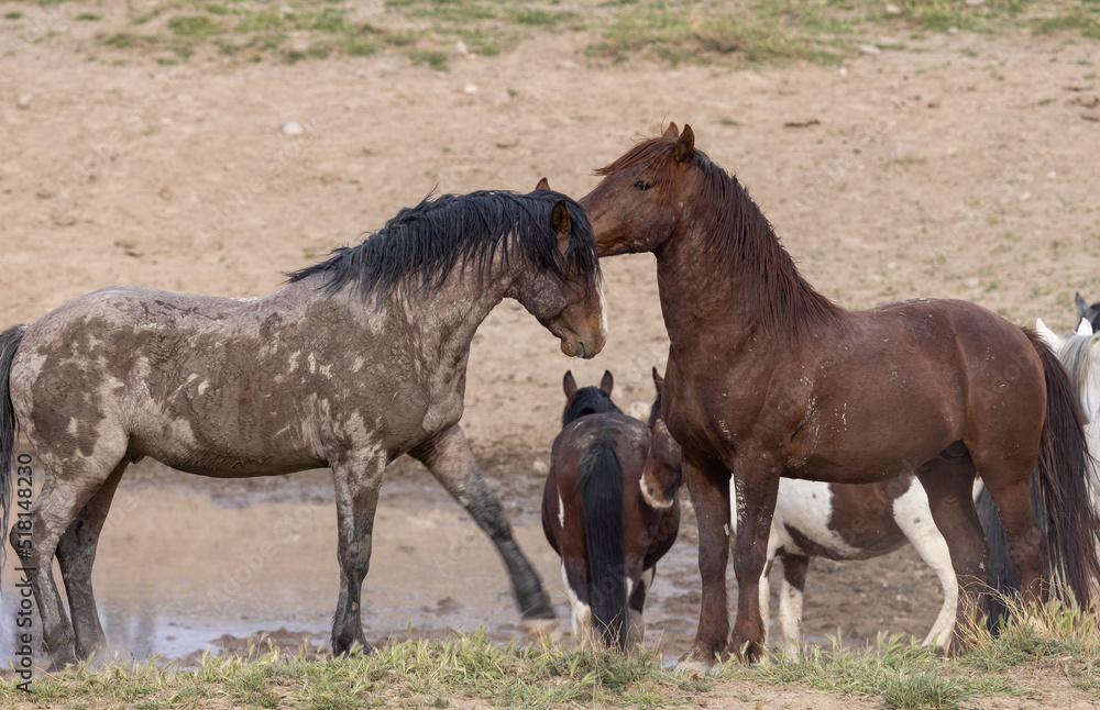 Wild Horses in Springtime in the Utah Desert Wild Horses in Springtime in the Utah Desert