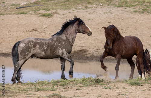 Fototapeta Naklejka Na Ścianę i Meble -  Wild Horses in Springtime in the Utah Desert