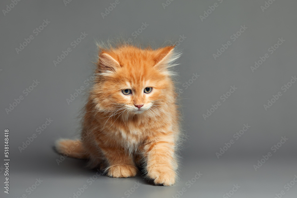 portrait of a red-haired little kitten on a gray background close-up