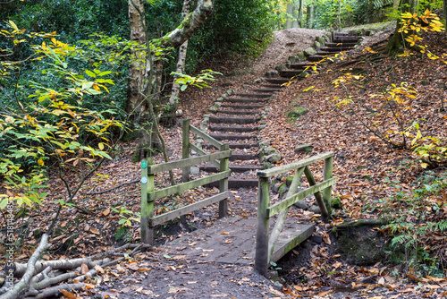 Ecclesall Woods, Sheffield, UK.