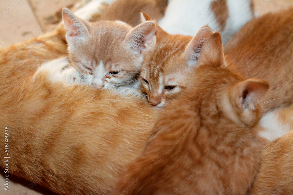 little newborn small kittens feeding breast milk from their mother cat