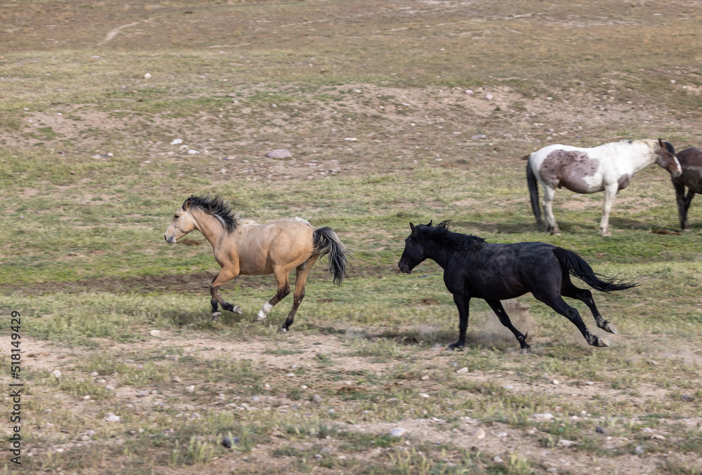 Wild Horses in Springtime in the Utah Desert Wild Horses in Springtime in the Utah Desert