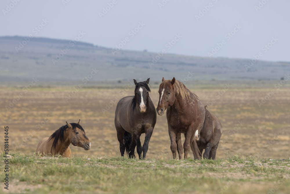 Fototapeta premium Wild Horses in Springtime in the Utah Desert