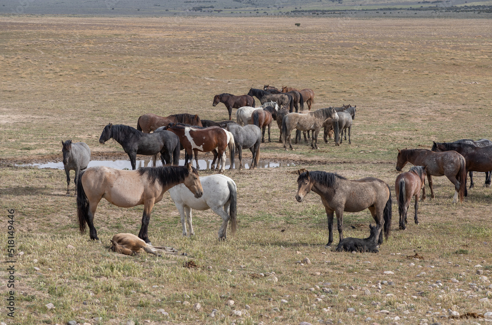 Fototapeta premium Wild Horses in Springtime in the Utah Desert