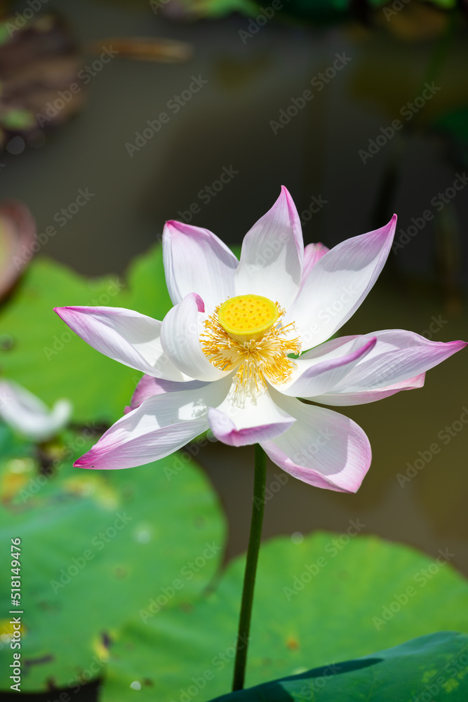 Pink lotus blooming in sunlight Pink lotus blooming in sunlight