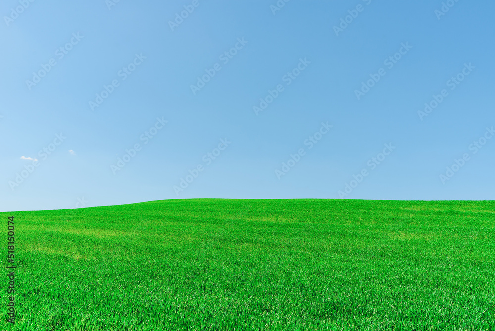 Green wheat spring field landscape with blue sky.Green agrultural field and blue clear day sky. Green wheat spring field landscape with blue sky.Green agrultural field and blue clear day sky.