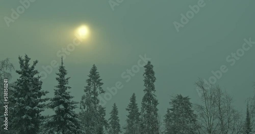 A snow blizzard covers the sun, over mighty coniferous trees. photo