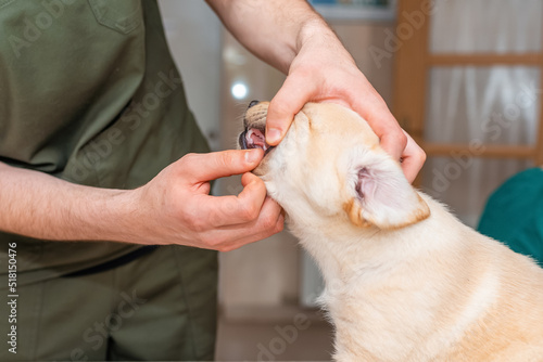 A veterinarian checks the teeth of an cute labrador puppy dog.An young dog is being examined by a veterinarian.