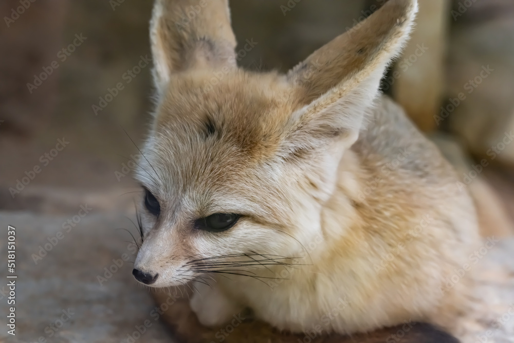 Fototapeta premium portrait of Fennec fox relaxing on a stone