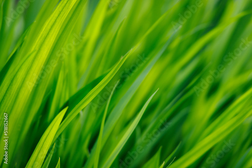 Green blades of grass sway in the wind  with blurry grass in the background