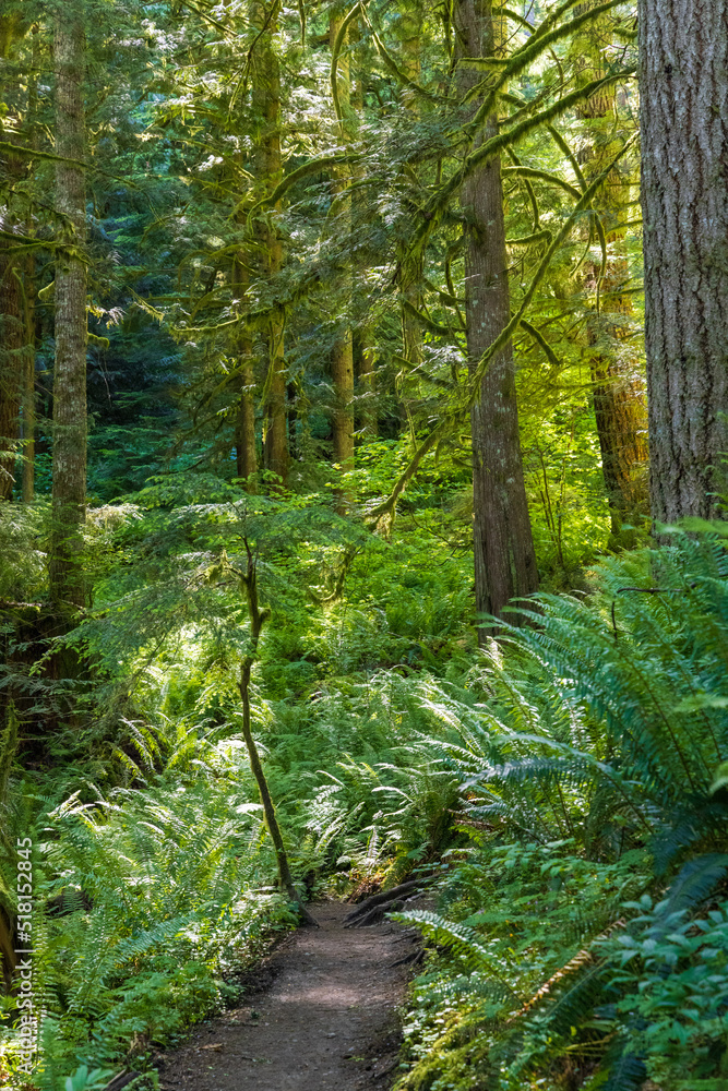 A green forest of evergreen trees and short shrubs alongside a hiking trail