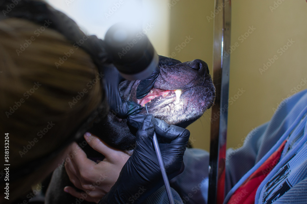 Female doctor examining black pit bull dog at veterinary clinic. Vet doctor checking the teeth of a dog. Healthcare for animals concept Female doctor examining black pit bull dog at veterinary clinic. Vet doctor checking the teeth of a dog. Healthcare for animals concept