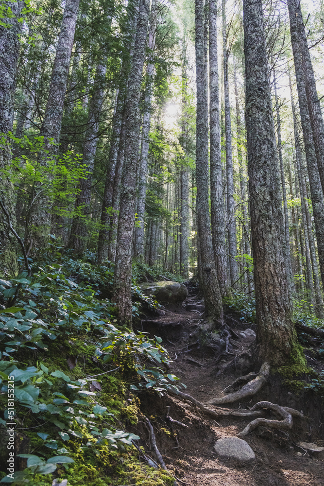 Obraz premium A dense green forest with tall trees and a hiking trail in the summer