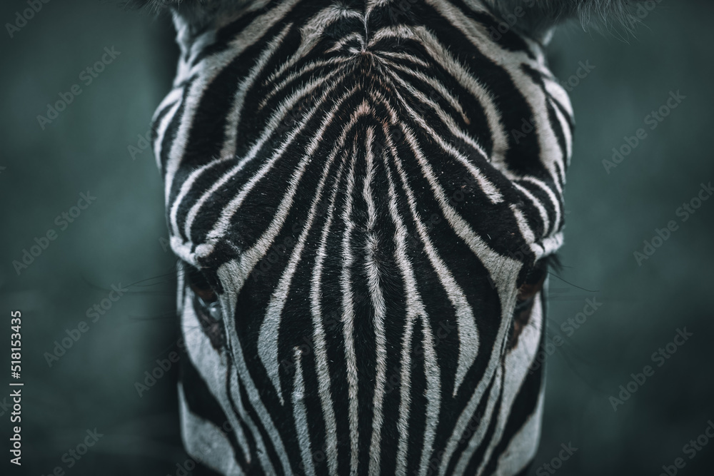 Fototapeta premium Zebra close-up, Plains zebra, Equus quagga, in the Savannah, natural habitat, Kenya, portrait