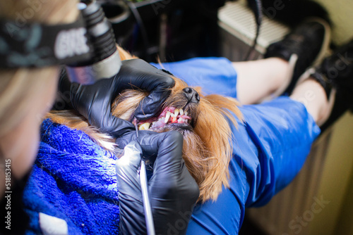 Veterinarian checks teeth to a dog. Man vet checking yorkshire terrier teeth. Animal and pet veterinary care concept. Stock photo
