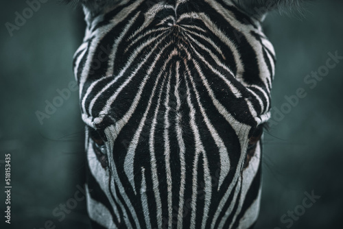 Zebra close-up © Nathalie