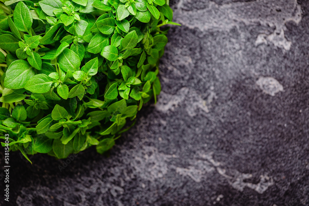 Basil bush on a dark table Basil bush on a dark table