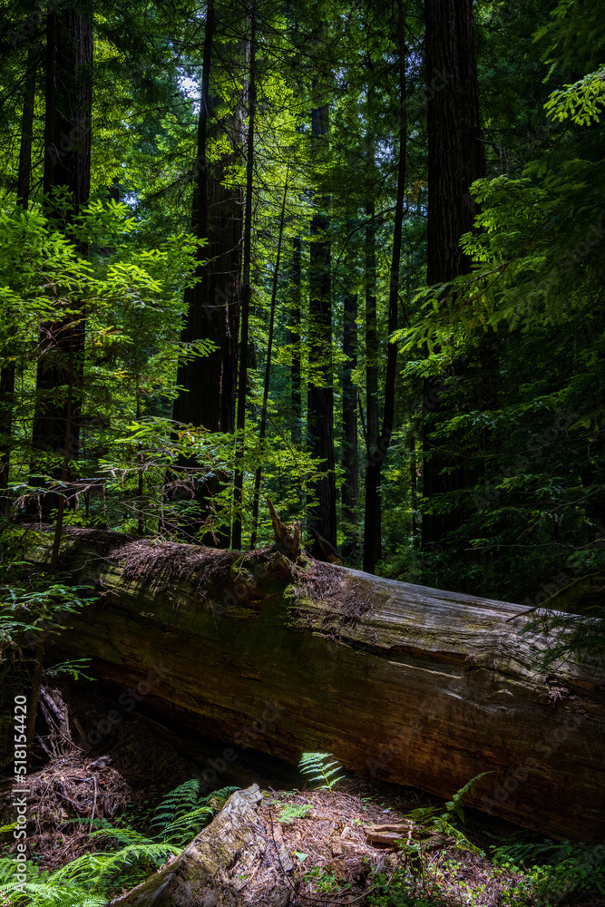 Tall California redwood trees in a dense forest and hiking trail Tall California redwood trees in a dense forest and hiking trail