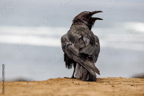 A black raven sits on the rocky beach with its mouth open and waves in the background