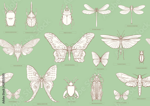 Set of insects: beetles, butterflies, moths and dragonflies. Etymologist's set. Seamless pattern, background. Outline vector illustration.