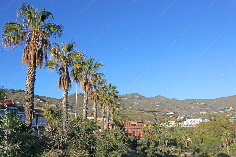 Palm trees in Velilla, Spain