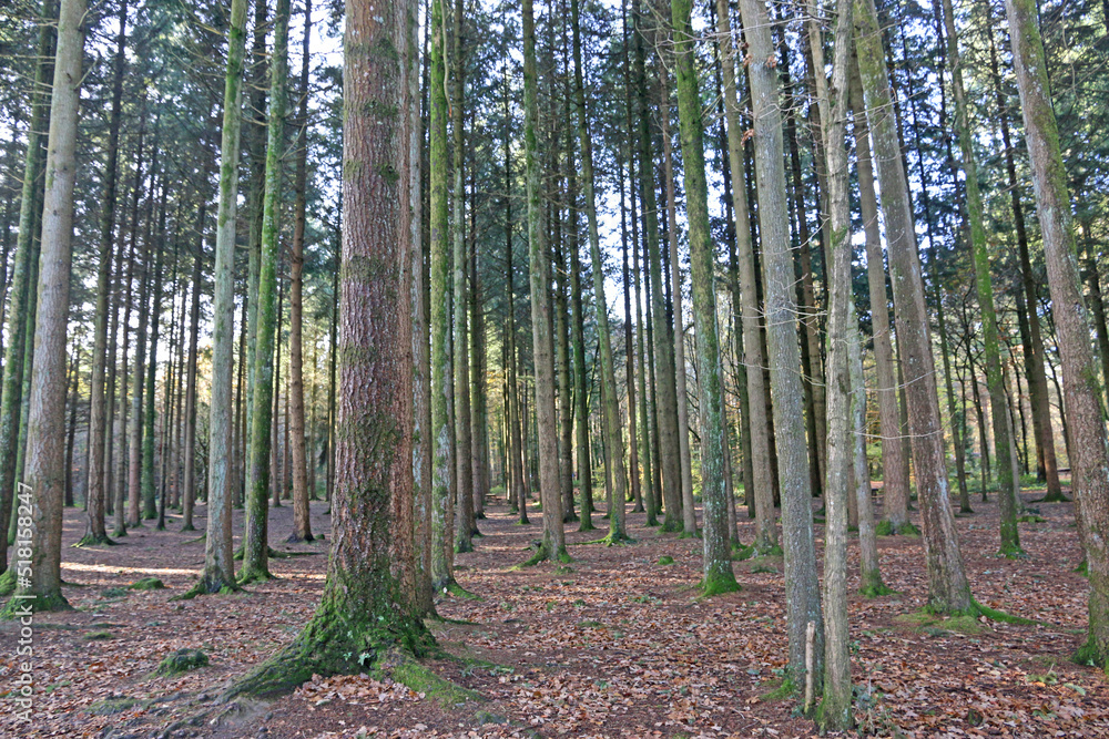 Stover country park, Devon, in Autumn Stover country park, Devon, in Autumn