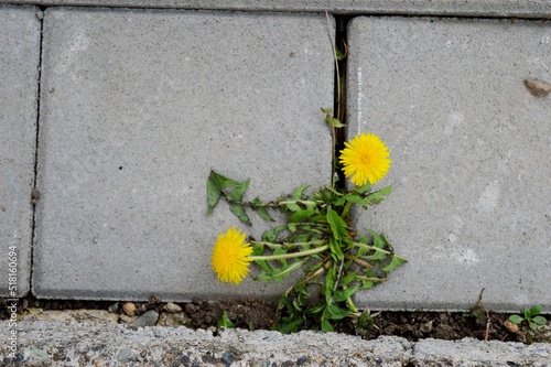 two yellow dandelions in concrete