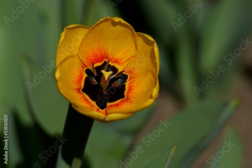 yellow tulips in spring in the yard