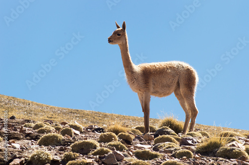 Vicuñas