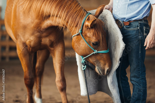 young Chestnut quater horse smelling on the saddle pad for the first time