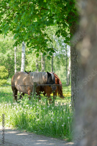 Two horses standing in the shade of a tree in the meadow.