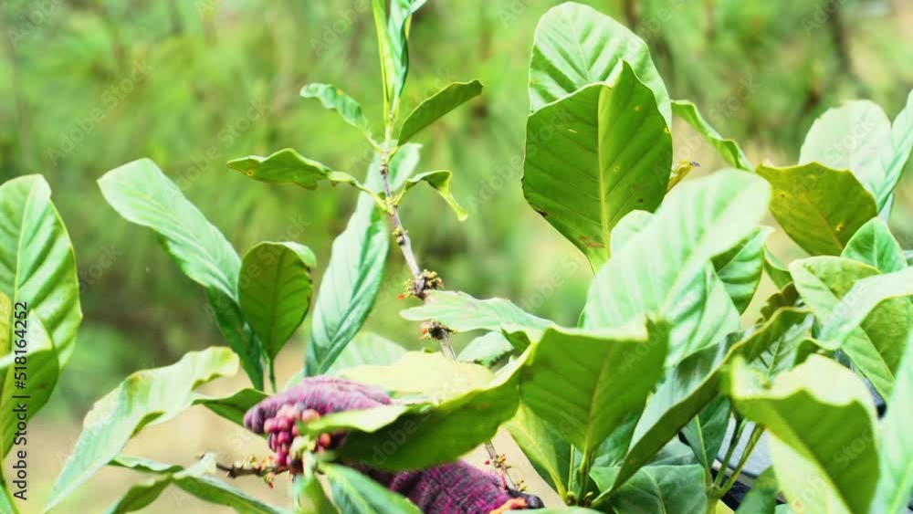 Close up, farmers hands harvesting arabica coffee beans from plant branch
