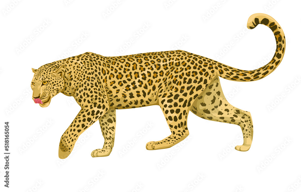 vector isolated leopard or jaguar illustration realistic. Wild big cat ...