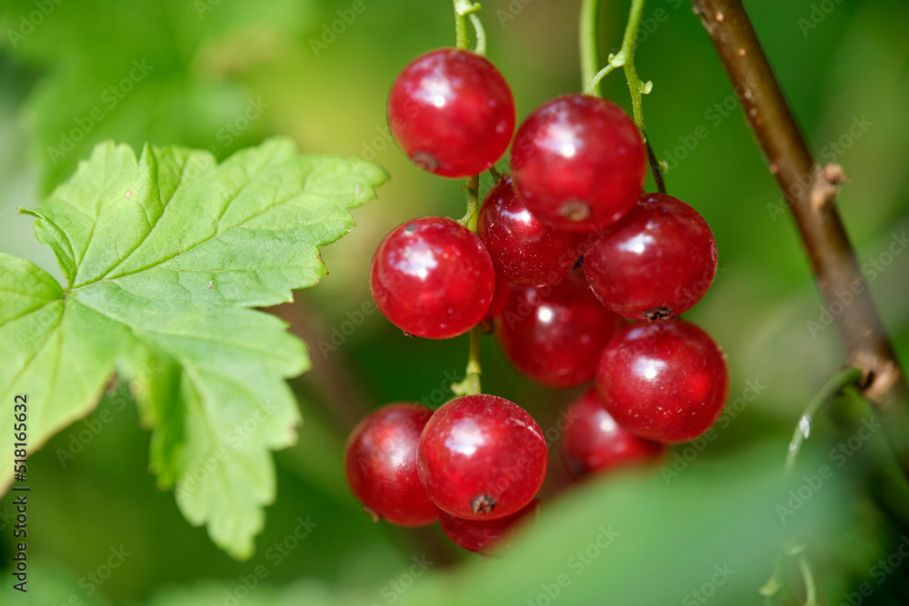 owoc porzeczki na krzaku, currant fruit on the bush owoc porzeczki na krzaku, currant fruit on the bush