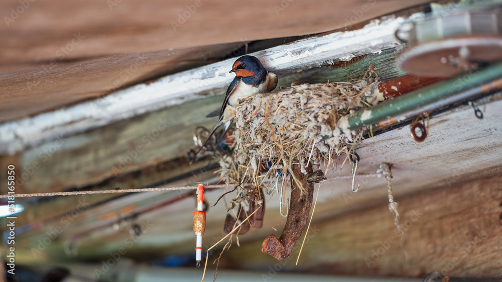 Obraz premium A swallow in a nest under the roof of an old village house.