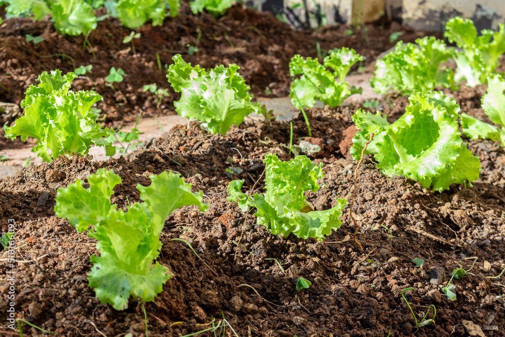 Vegetable garden. Herbs and vegetables in backyard formal garden. Non-toxic vegetables. Vegetable garden. Herbs and vegetables in backyard formal garden. Non-toxic vegetables.