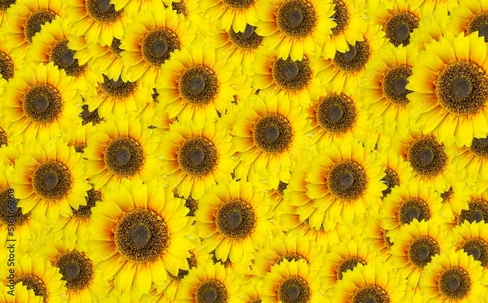 Top view flowers pattern texture on background Top view flowers pattern texture on background