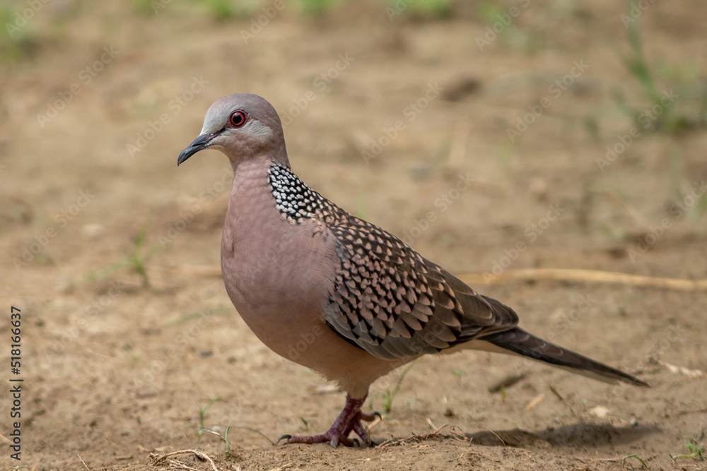 A beautiful grey dove bird in field. A beautiful grey dove bird in field.