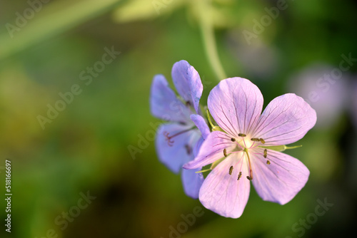 Purple flowers of meadow Geranium close-up. Geranium pratense.