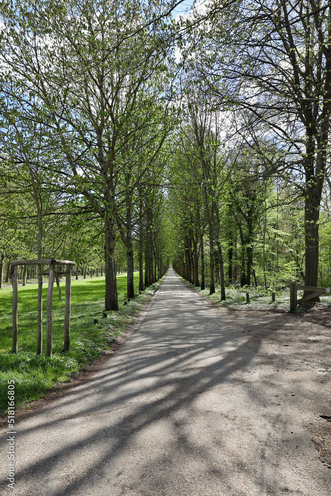 Fototapeta premium empty tree-lined path in springtime, park the saint-cloud