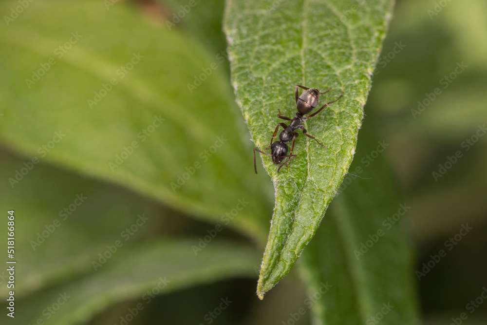 Schwarze Ameise auf grünem Blatt makro Schwarze Ameise auf grünem Blatt makro